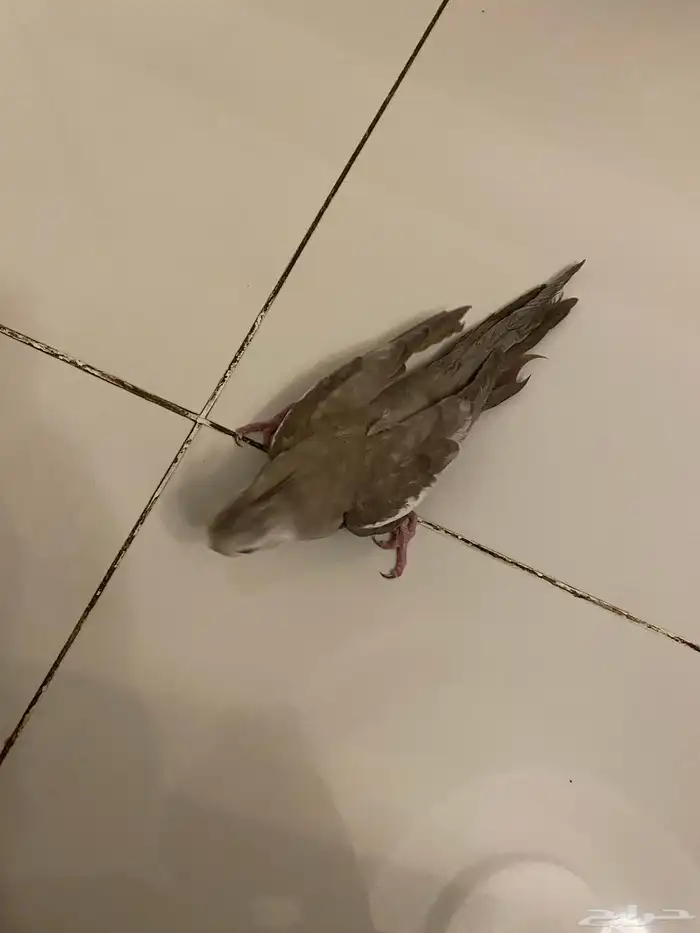 للبيع ذكر كروان 6