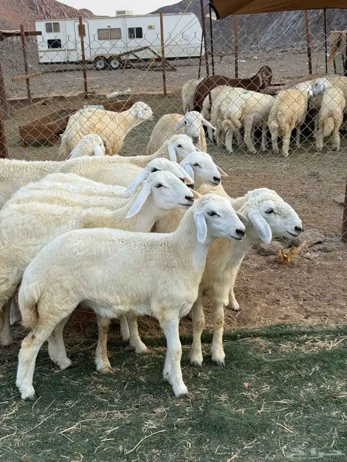 رخال فواخر صنف 4