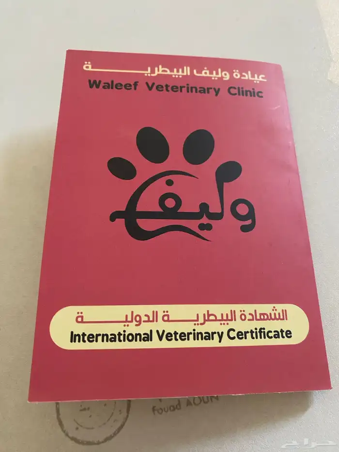 قط سكوتش ستريت للبيع مستعجل سبب البيع السفر 1