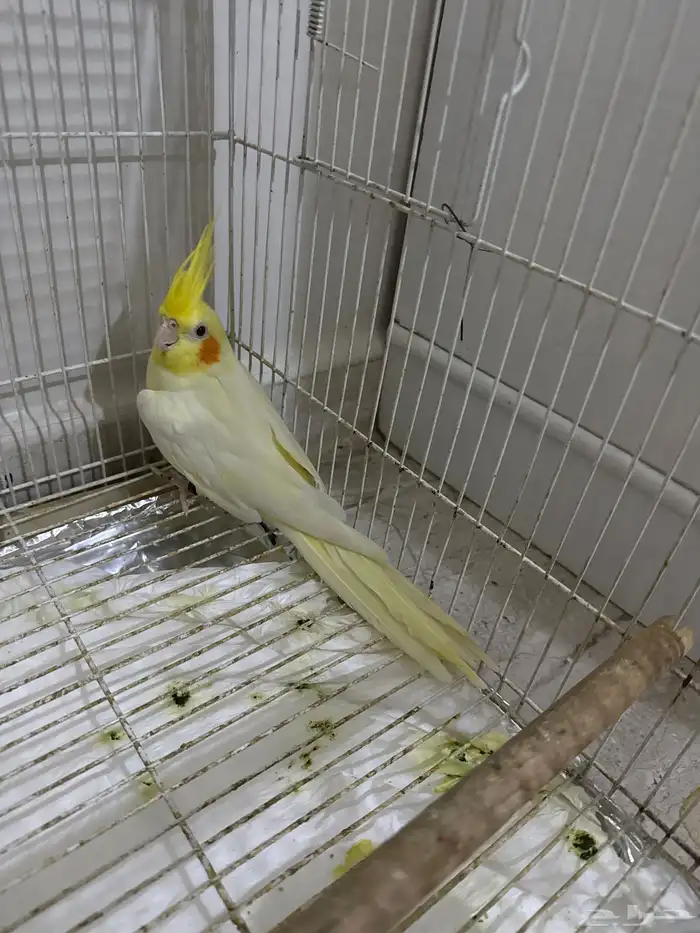 زوج كروان لاتينو 2