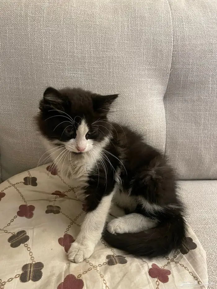 قط اليف جدا 1