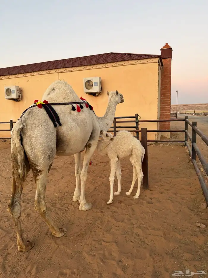 ناقه خلفه مصغر وضحى منيحة 2