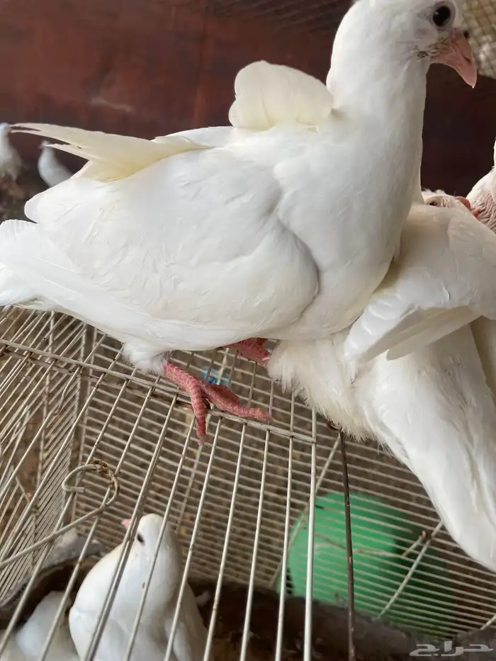 زغاليل جامبو 0