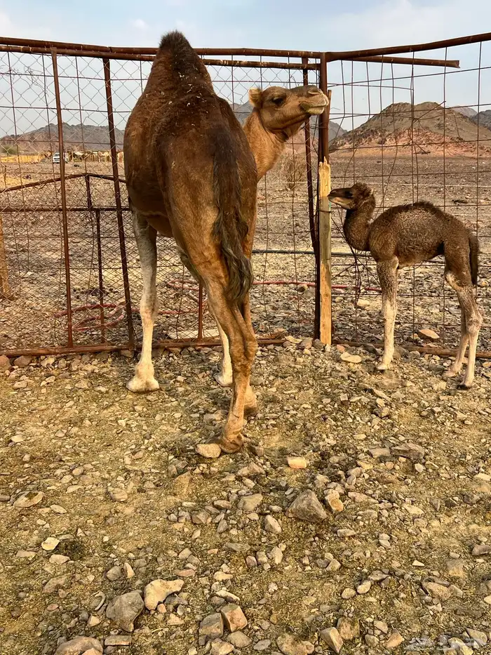 خلفه حمرا دهما ب 7200 تم البيع 4