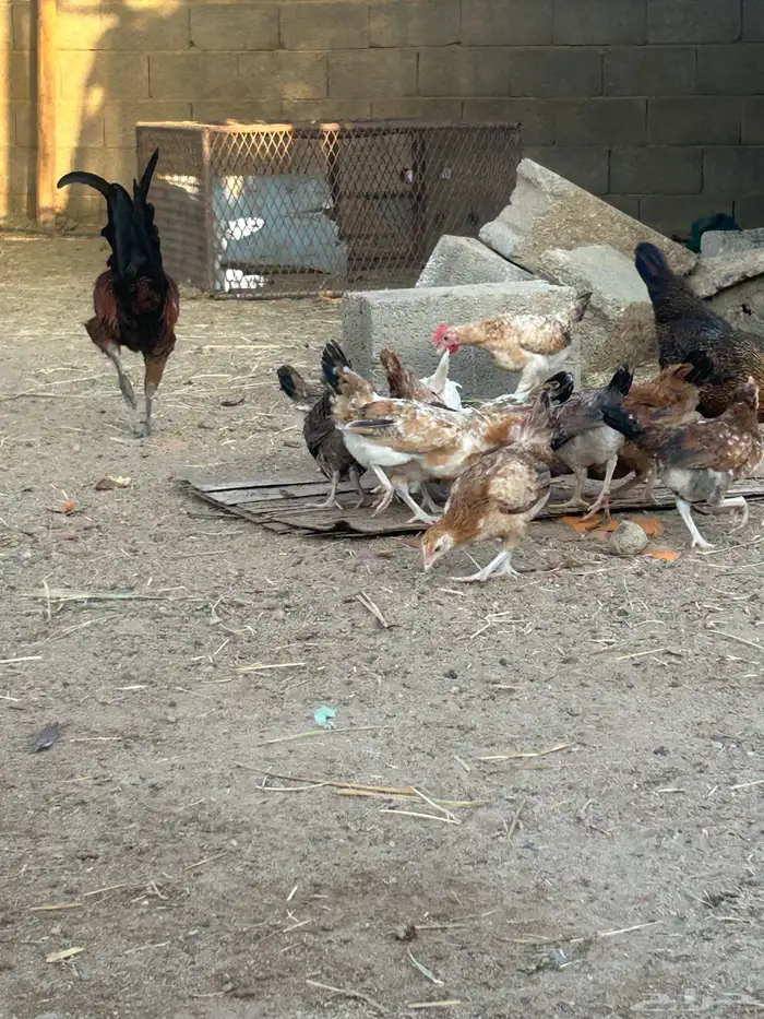 جمد عمر شهرين 2