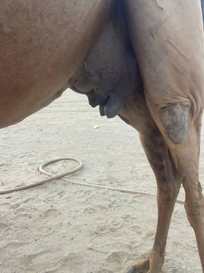 ناقة ساحلية خلفة مصغر منوة القاني تبارك الرحمن.. 7