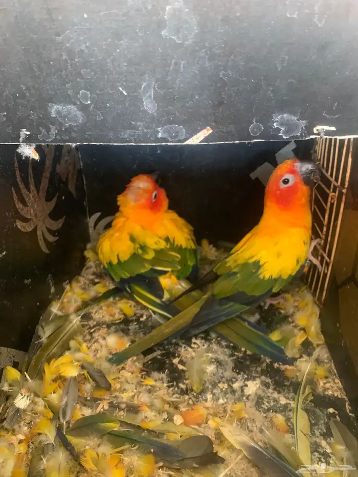 زوج صن كنيور منتج 0