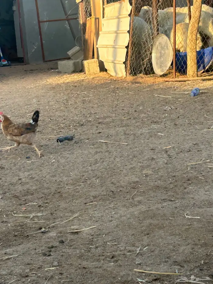 جمد عمر شهرين 3