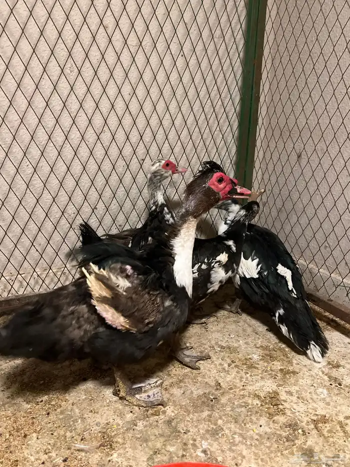 تم البيع بط شهرمان 0