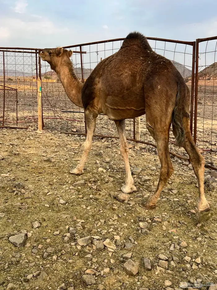 خلفه حمرا دهما ب 7200 تم البيع 0