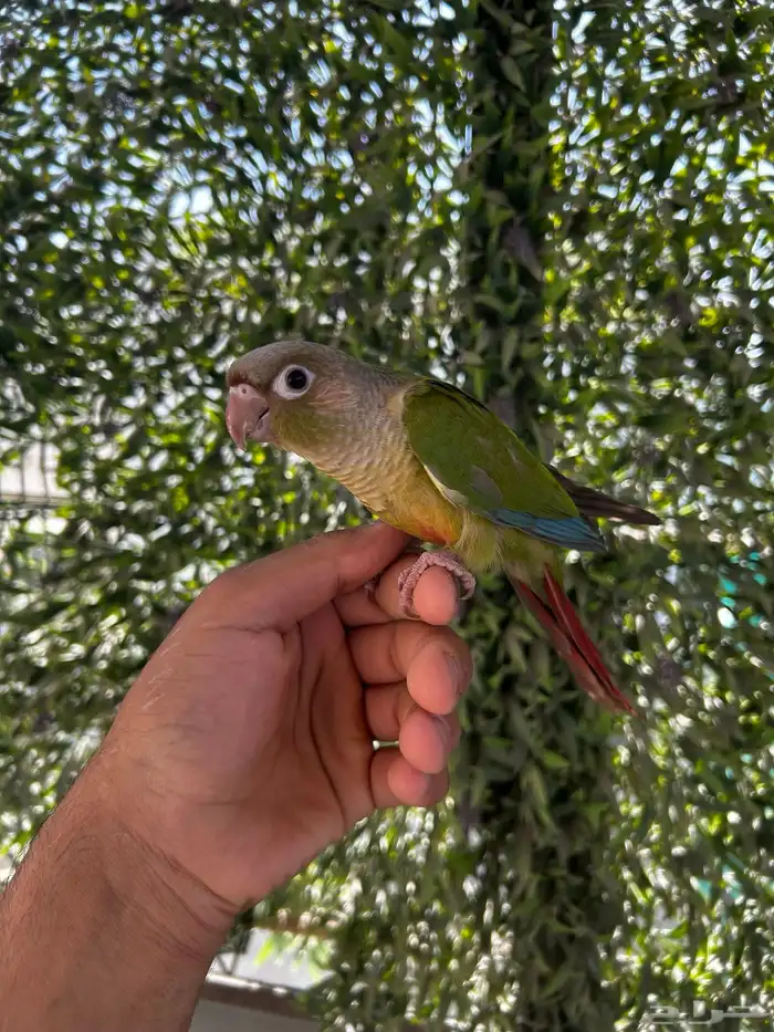 فرخ كنيور سلمون اليف و هدد داخلي 0