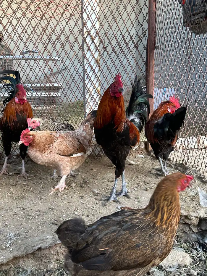 ديوك ترثه 15