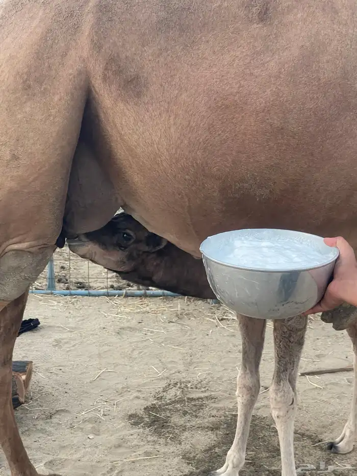 ناقة ساحلية خلفة مصغر منوة القاني تبارك الرحمن.. 8