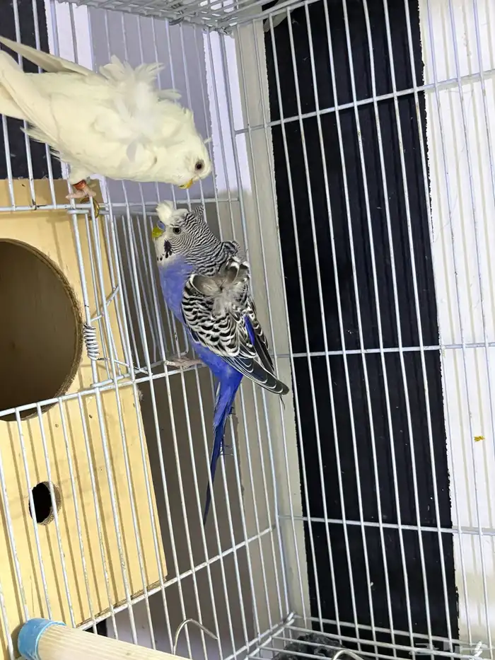 جوز هوقو غير أليف 0