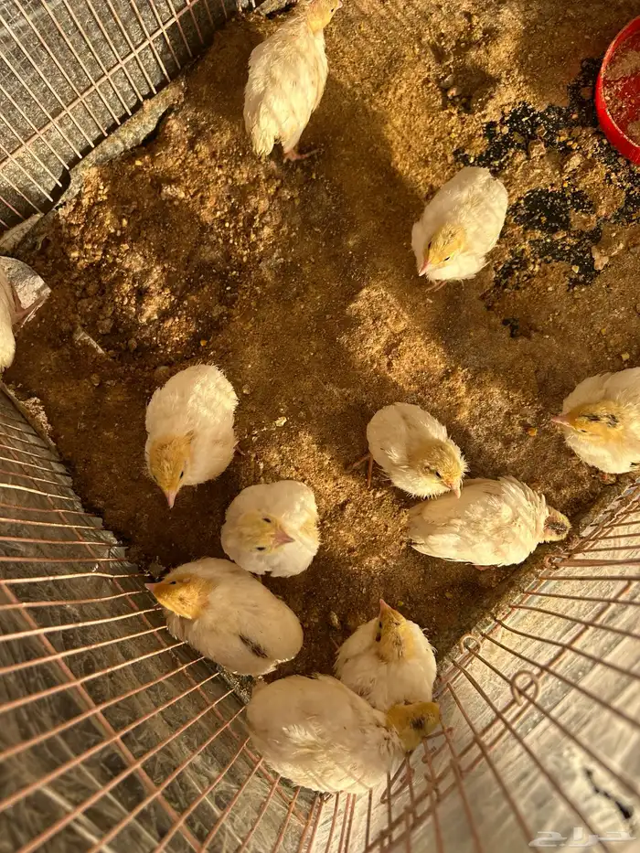 صوص سمان تكساس تم البيع تم البيع 4