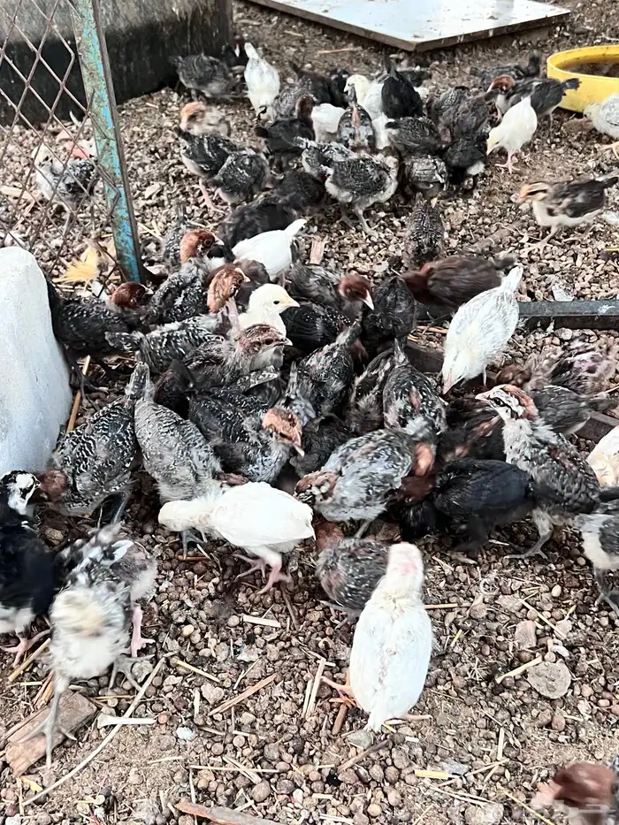 صوص مشكل طيب 2