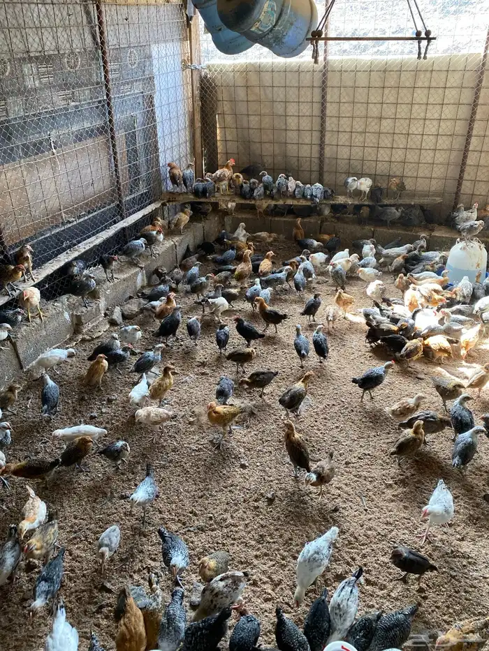 صوص بلدي نظيفة العدد 300 2