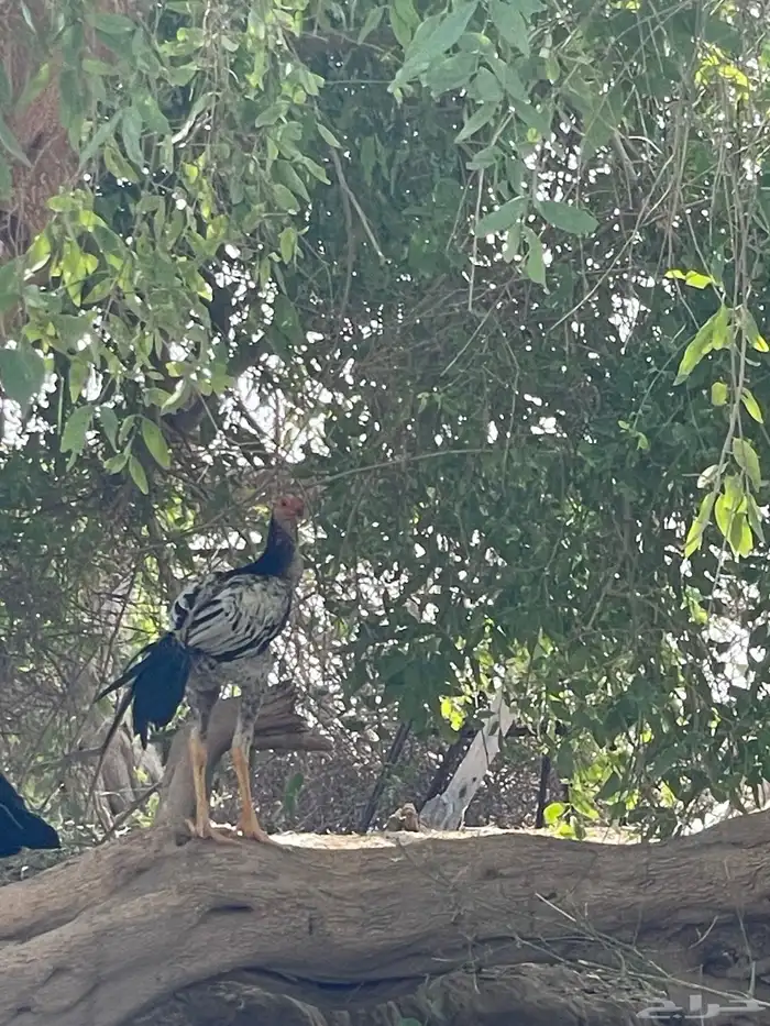 فرخ باكستاني 2