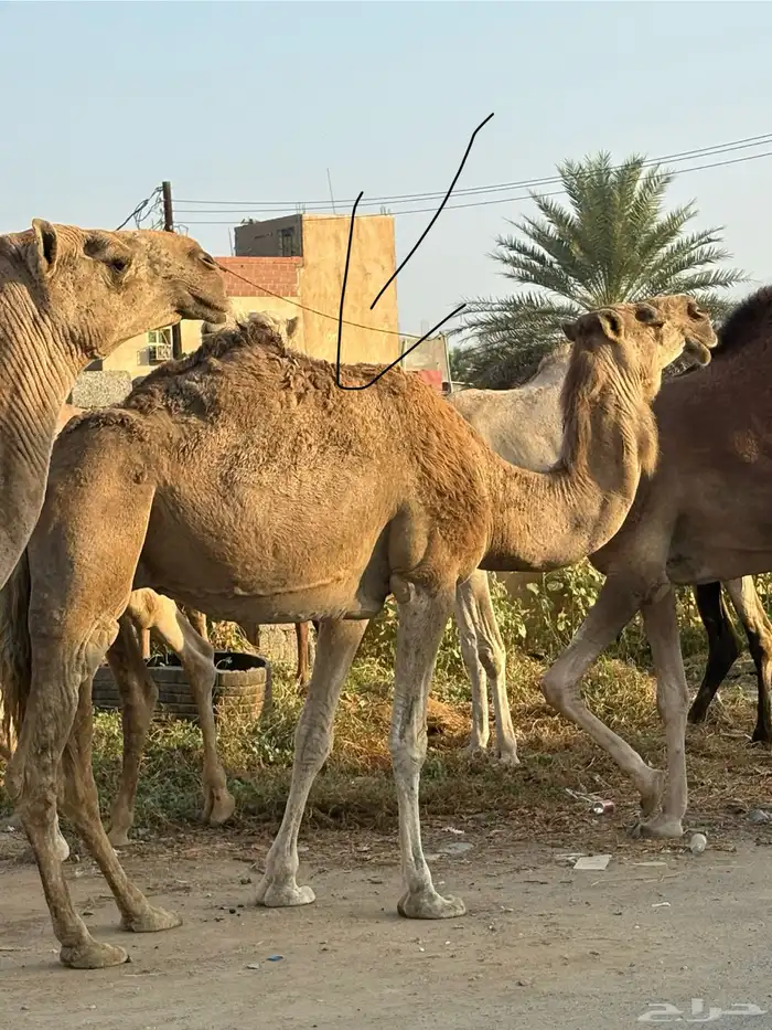 ناقة للبيع 0