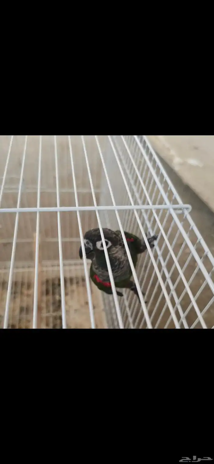 ذكر كنيور بيرلي غير اليف محلل dna 0