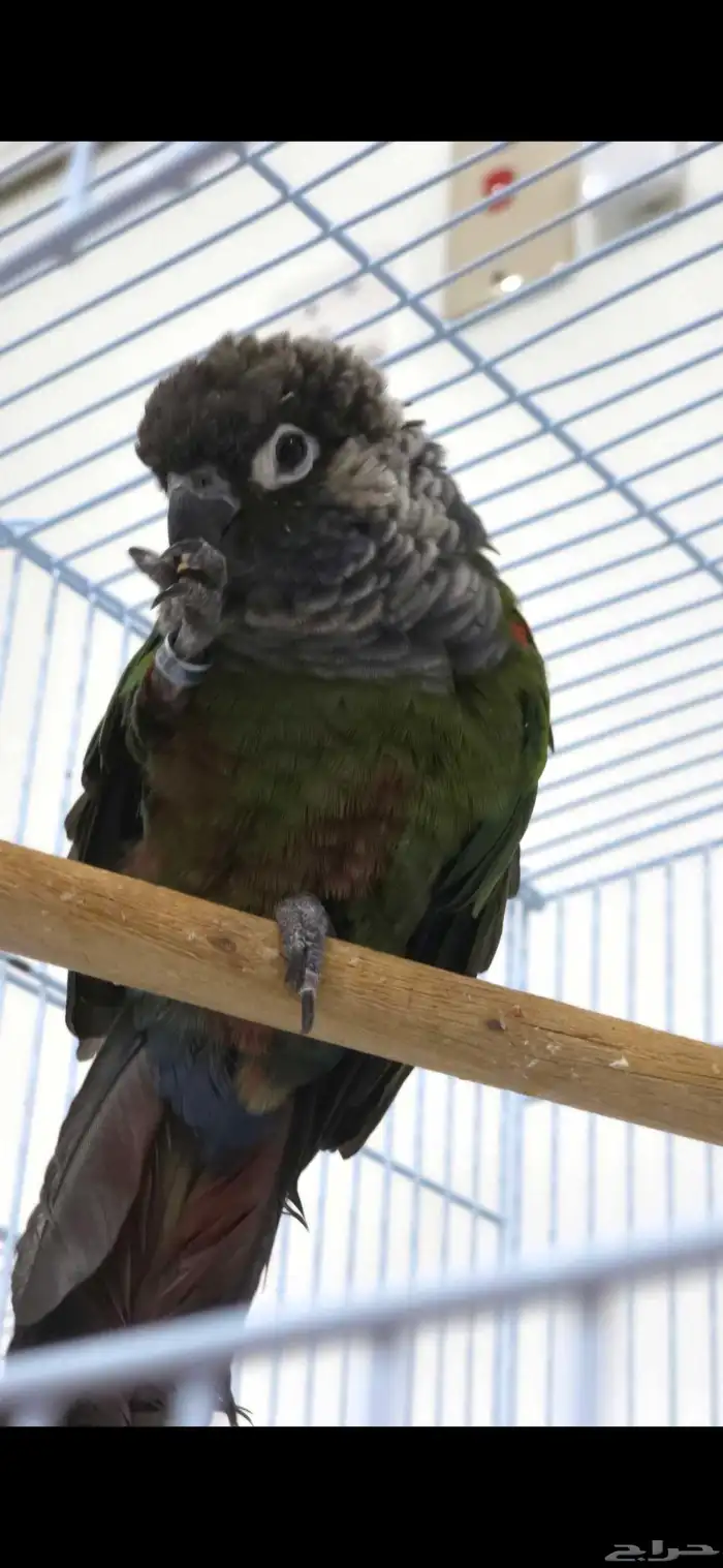 ذكر كنيور بيرلي غير اليف محلل dna 1