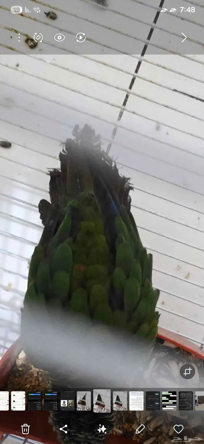 ذكر كنيور بيرلي غير اليف محلل dna 3