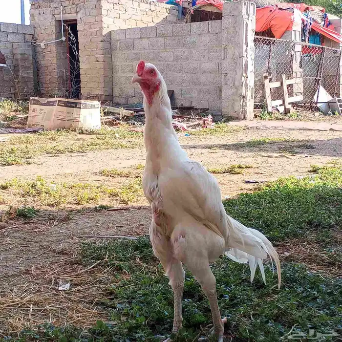 ديك باكستاني من امفن 0