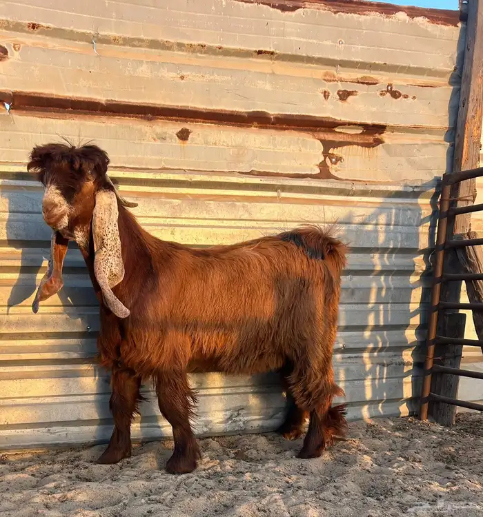 صخل عارضي ملاوين فاخر 0