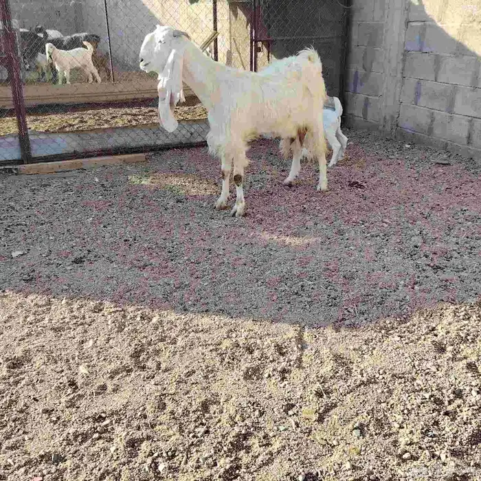 عنز مطوره حدرها جفره سن بداية سدس ديد سلم روم شرط 2