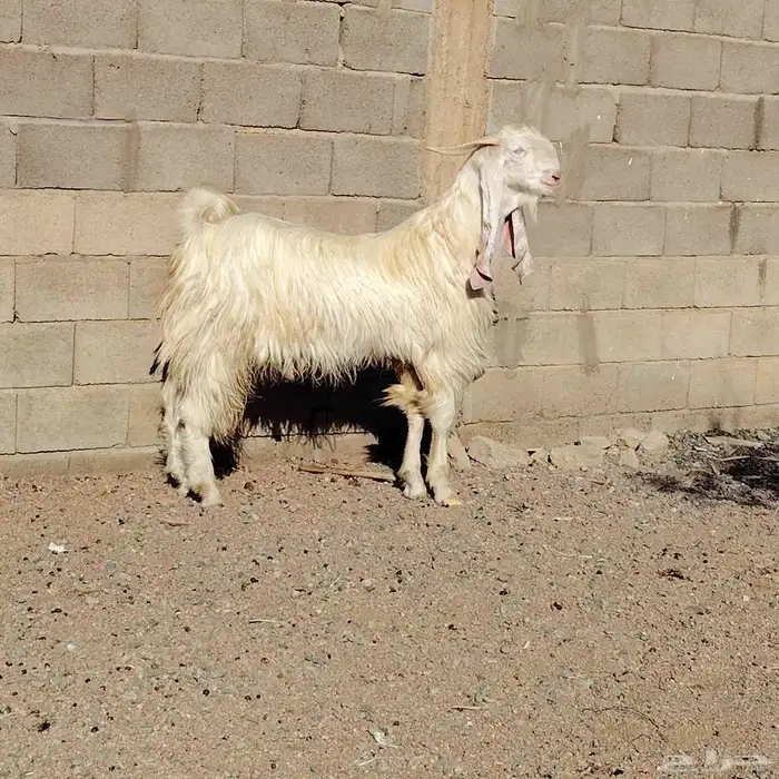 تيس مطور سن جذع جرم فاخر يقرع على شرط سليم من جميع العذاريب 0