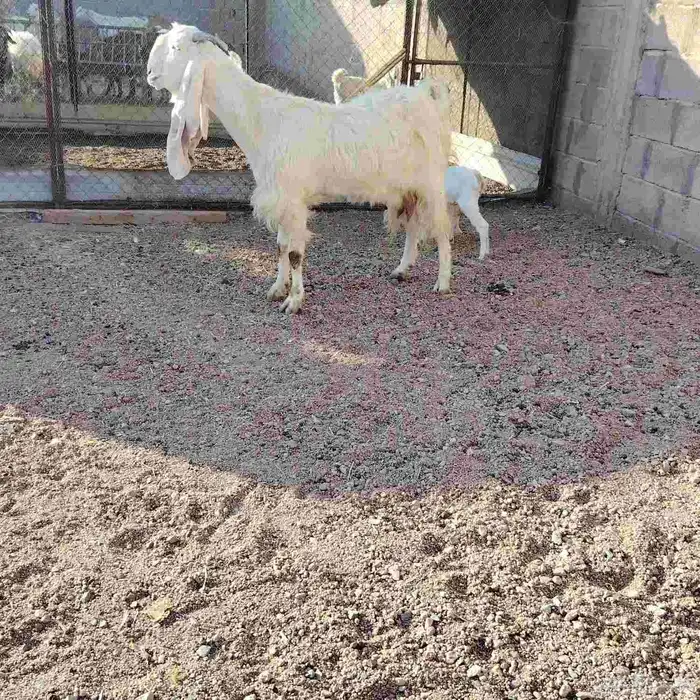 عنز مطوره حدرها جفره سن بداية سدس ديد سلم روم شرط 0