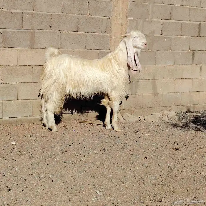 تيس مطور سن جذع جرم فاخر يقرع على شرط سليم من جميع العذاريب 1