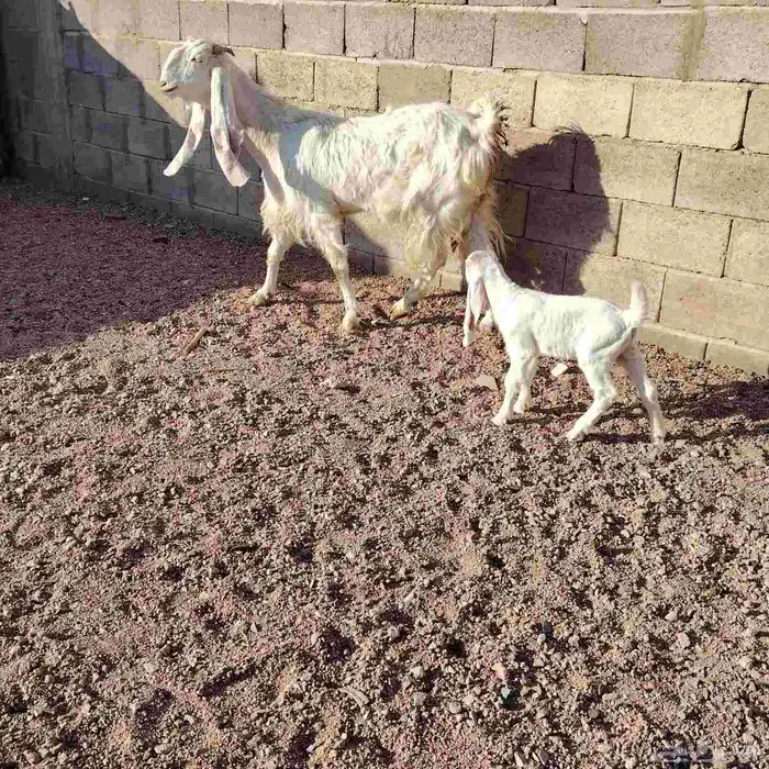 عنز مطوره حدرها جفره سن بداية سدس ديد سلم روم شرط 1