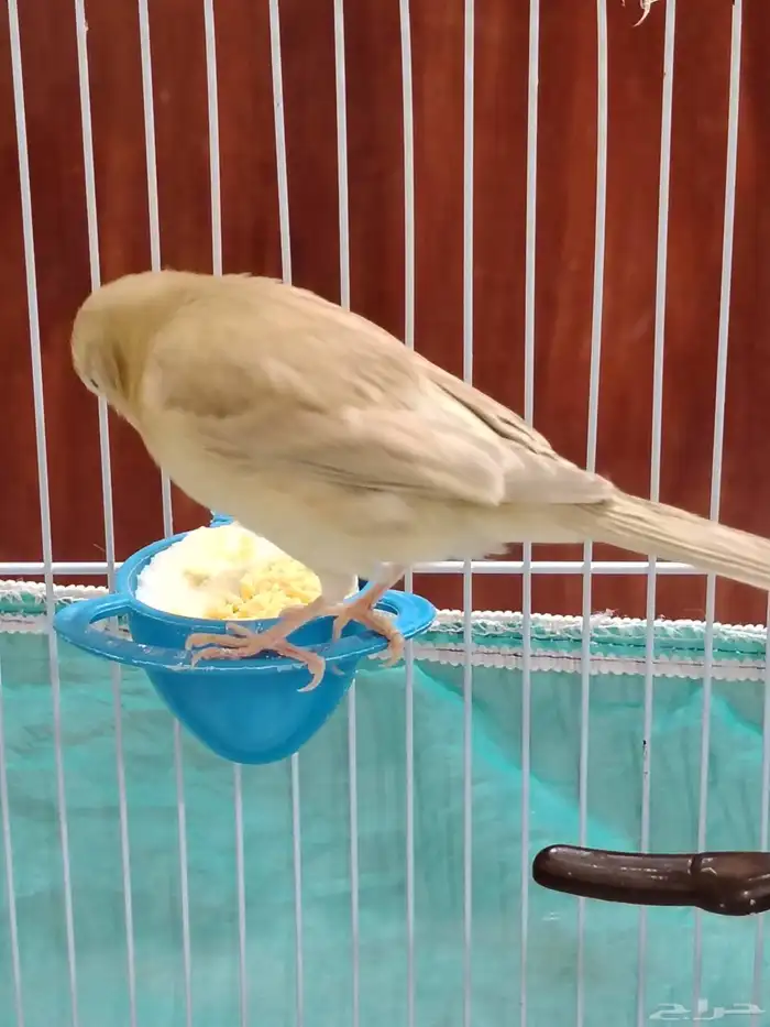 أنثى كناري 8