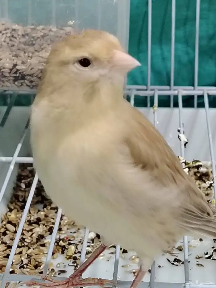 أنثى كناري 4