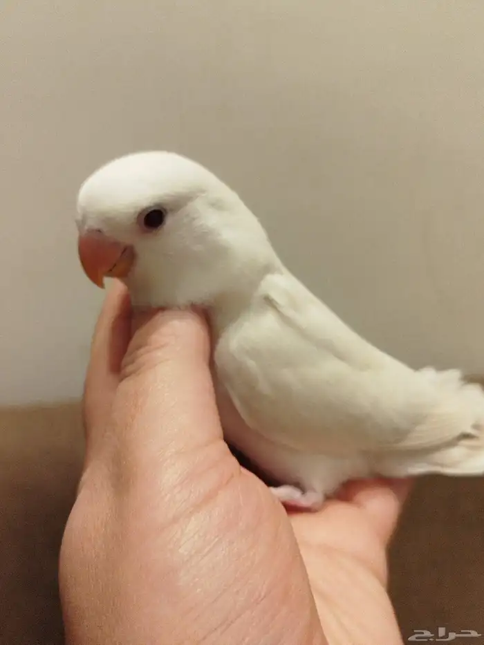 فروخ روز اخضر ازرق تركواز وطفرات جميله جدا للبيع 3