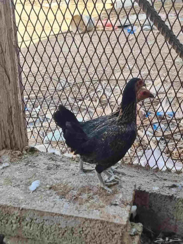 زوجين دجاج قزم (كوشامو ) 4