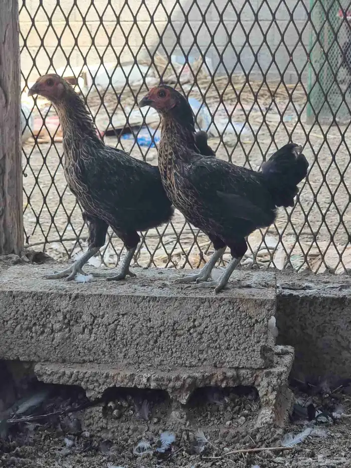 زوجين دجاج قزم (كوشامو ) 3