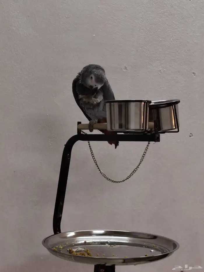 كاسكو اليف وهادي جدا و متكلم عمره سنه ونص للجاد على اسوم 2