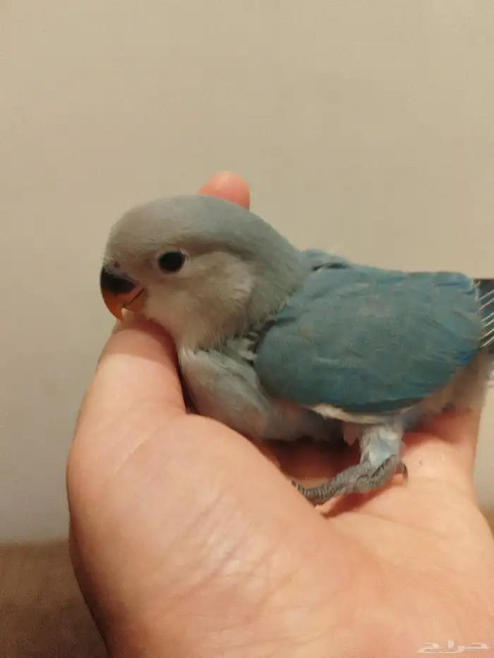 فروخ روز اخضر ازرق تركواز وطفرات جميله جدا للبيع 1