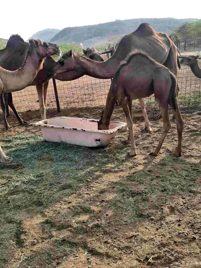 السلام عليكم اعرض على انظاركم قعود 1