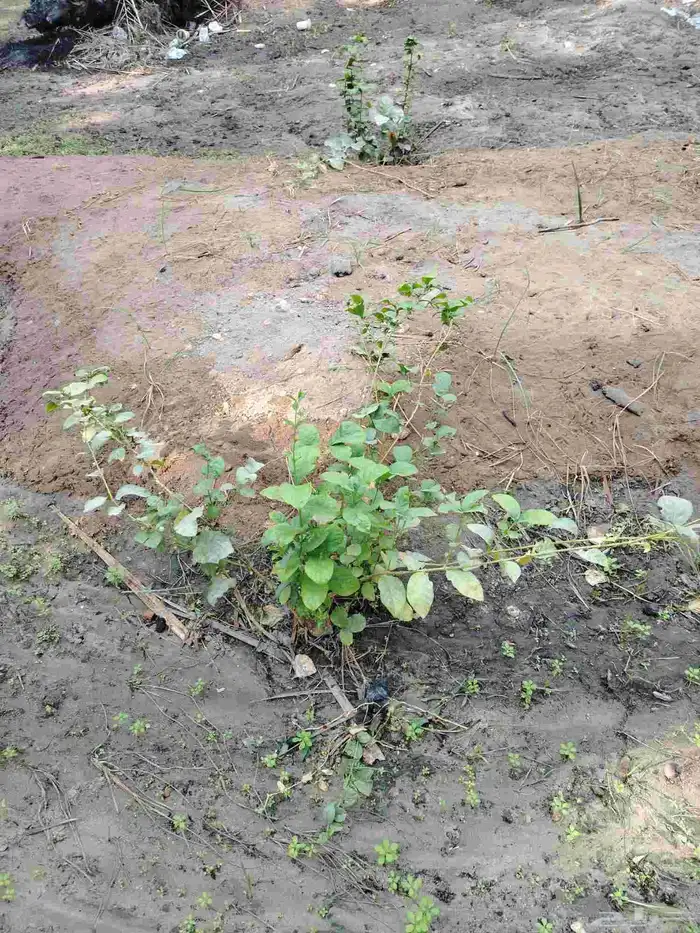 شتلات فل وياسيمن 3