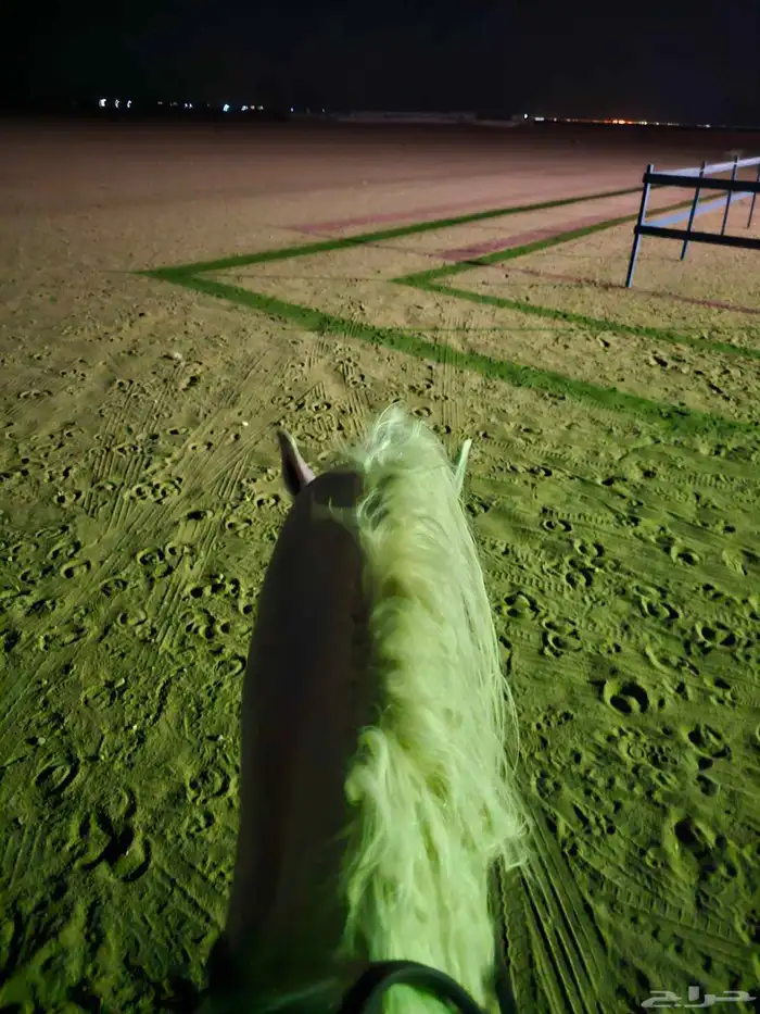 عسف خيل وتدريب فرسان داخل وخارج حفر الباطن 1