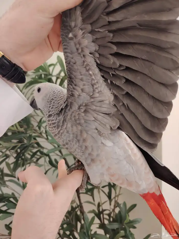 كاسكو فرخ فيه طفره حب رمان ((تم البيع)) 2