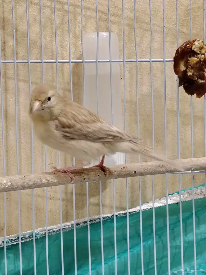 أنثى كناري 6