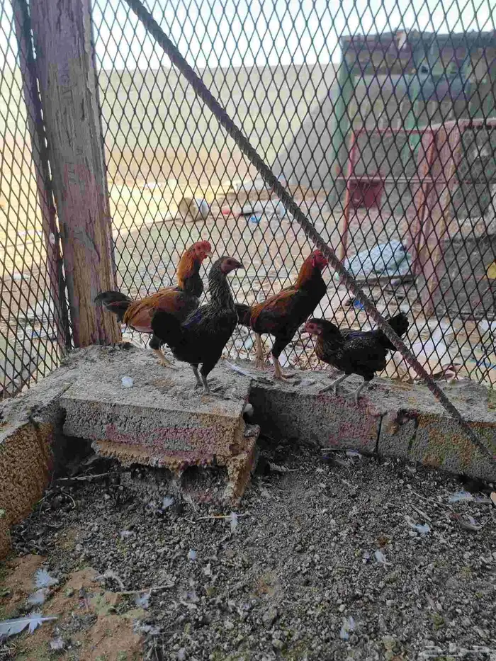 زوجين دجاج قزم (كوشامو ) 1