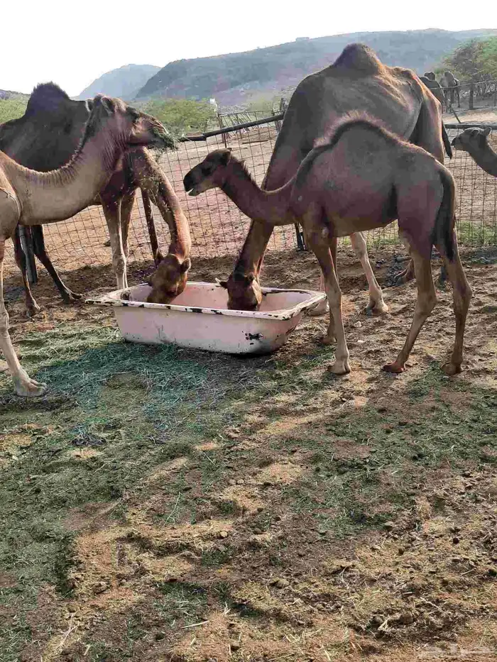 السلام عليكم اعرض على انظاركم قعود 0