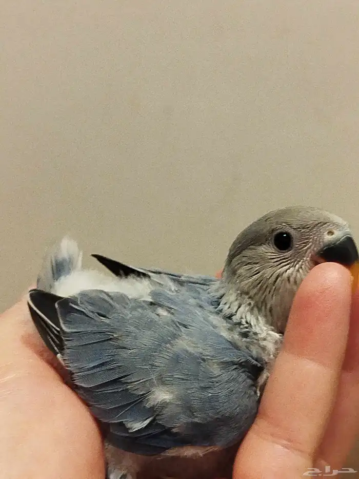 فروخ روز اخضر ازرق تركواز وطفرات جميله جدا للبيع 2