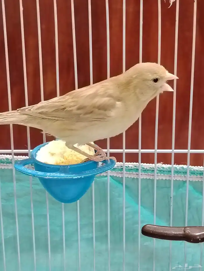 أنثى كناري 7