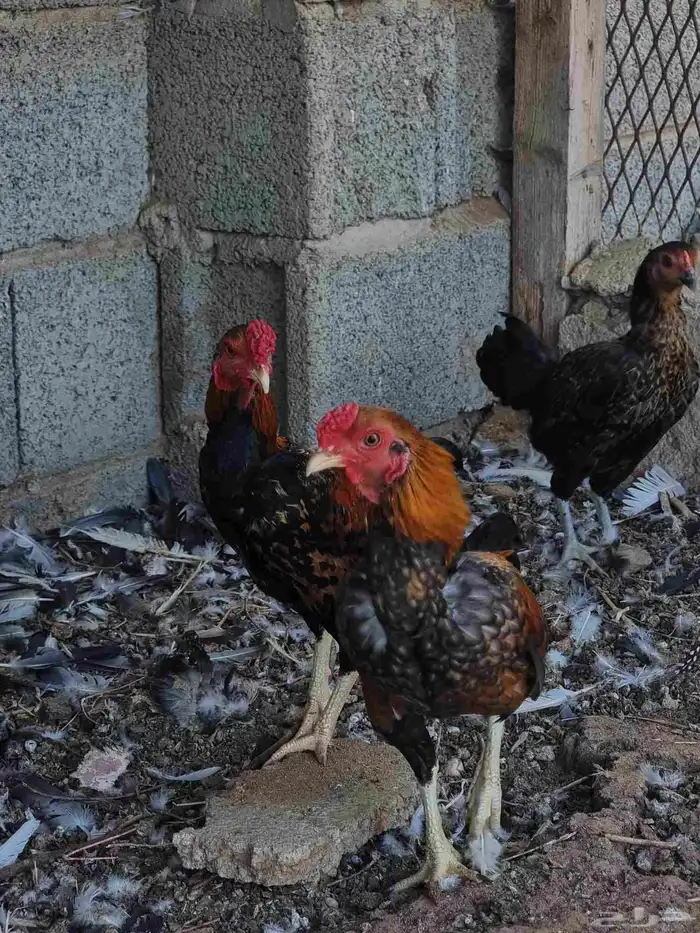 زوجين دجاج قزم (كوشامو ) 7